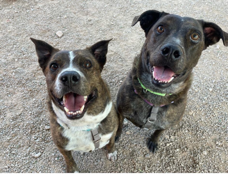 Toto and Ranger
